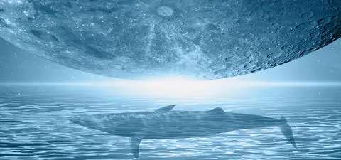 Imagination, consciousness and animal dreams